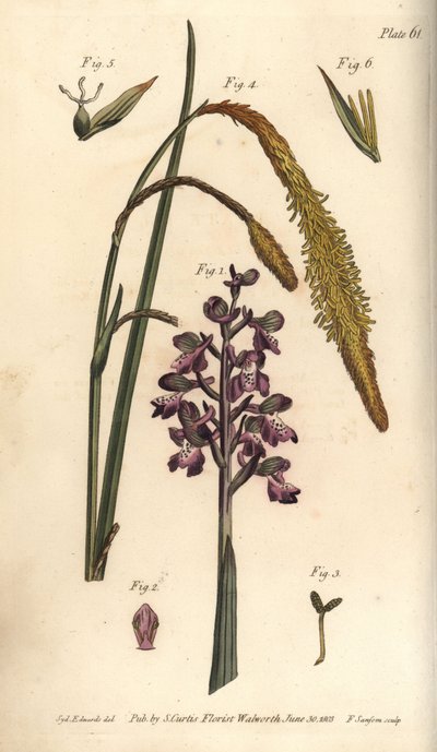 Purppura orkidea, urosorkidea, Gynandria tekijältä Sydenham Teast Edwards