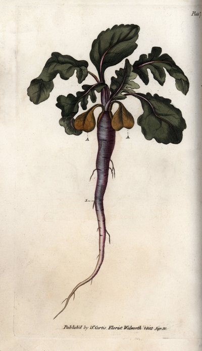 Retiisi, potagere-juuri. Värillinen kuparikaiverrus, Sydenham Edwardsin (1768-1819) kuvitus Lambethin kasvitieteellisen puutarhan kasvitieteellinen puutarha (Englanti) tekijältä Sydenham Teast Edwards