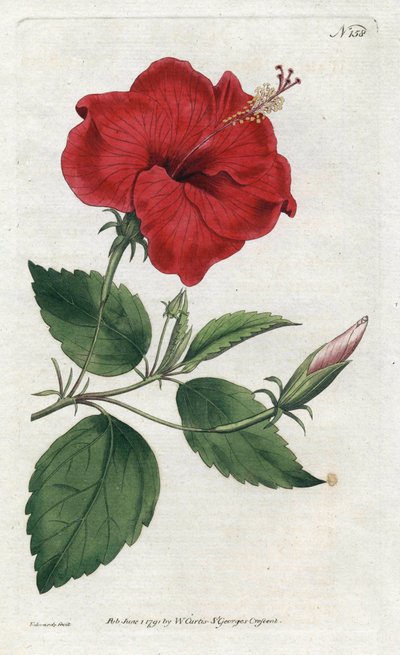 Rose de Chine - Sydenham Edwardsin (1768-1819) litografia, levy William Curtisin kasvitieteellisestä lehdestä (1746-1799) tekijältä Sydenham Teast Edwards