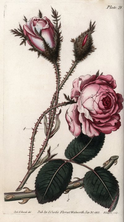 Ruusu, ruusun kukka satalehteä. Värillinen kuparikaiverrus, Sydenham Edwardsin (1768-1819) kuvitus Lambethin kasvitieteellisen puutarhan kasvitieteellinen puutarha (Englanti) tekijältä Sydenham Teast Edwards