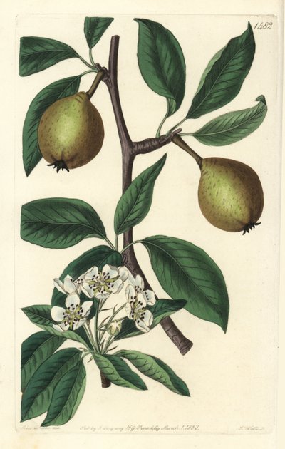 Salvialehtipäärynä - salvialehtipäärynä, Pyrus salviifolia (Pyrus salvifolia). S. Wattsin käsinvärinen kuparikaiverrus Sarah Draken kuvituksen jälkeen Sydenham Edwardsin kasvitieteellisestä rekisteristä, Ridgeway, Lontoo tekijältä Sydenham Teast Edwards