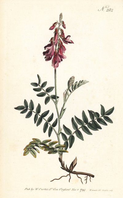Sainfoin des Alpes - Alppien espresso, Hedysarum hedysaroides (hiipivä juurtunut hedysarum obscurum) - Sansomin käsinvärinen kuparikaiverrus Sydenham Edwardsin kuvituksen perusteella William Curtisin kasvitieteellisessä lehdessä Lontoosta tekijältä Sydenham Teast Edwards