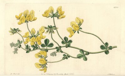 Hiekkalootus - Hiekkalootus, Lotus arenarius. S. Wattsin käsinvärinen kuparikaiverrus M. Hartin kuvituksen jälkeen Sydenham Edwardsin kasvitieteellisestä rekisteristä, Ridgeway, Lontoo tekijältä Sydenham Teast Edwards