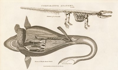 Hain anatomia ja krokotiilin luuranko tekijältä Sydenham Teast Edwards