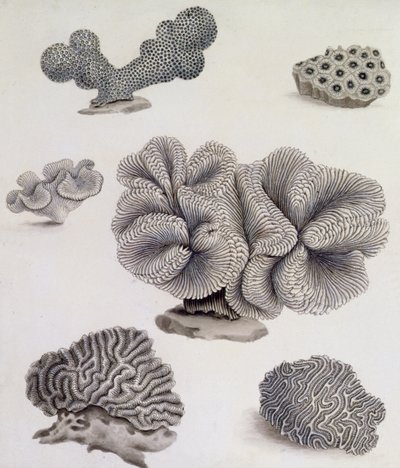 Shells and Marine Flora (lyijykynä, kynä, muste ja akvarelli) (katso myös 351985, 351986 ja 351987) tekijältä Sydenham Teast Edwards