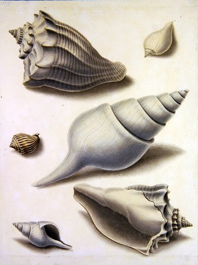 Shells and Marine Flora (lyijykynä, kynä, muste ja akvarelli paperille) (katso myös 351984, 351985 ja 351987) tekijältä Sydenham Teast Edwards