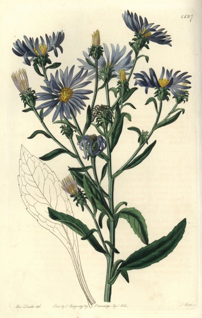 Näyttävä asteri, Aster spectabilis. S. Wattsin käsinvärinen kuparikaiverrus Miss Sarah Draken kuvituksen jälkeen Sydenham Edwardsin kasvitieteellisestä rekisteristä, Ridgeway, Lontoo tekijältä Sydenham Teast Edwards