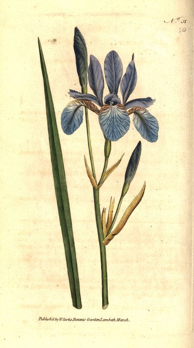Siperian Iris - Siperian iiris, Iris sibirica. Käsinvärinen kuparikaiverrus James Sowerbyn kasvitieteellisen kuvituksen mukaan William Curtisin The Botanical Magazinesta, Lambeth Marsh, Lontoo tekijältä Sydenham Teast Edwards