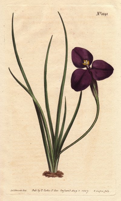 Silkkinen patersonia tumman violetilla kukalla. Nimetty eversti Patersonin mukaan, joka tutki Australian kasvistoa. Silkkinen patersonia tumman violetilla kukalla. Australian syntyperäinen. Nimetty eversti Patersonin, Uuden Etelä-Walesin apulaiskuvernöörin tekijältä Sydenham Teast Edwards