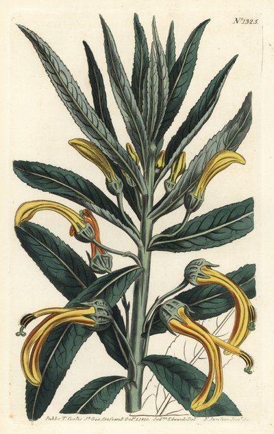Siphocampylus giganteus, uhanalainen (Jättilobelia, Lobelia gigantea). F. Sansom Jr.:n käsinvärinen kuparikaiverrus Sydenham Edwardsin kuvituksen jälkeen William Curtisin kasvitieteellisestä lehdestä, T. Curtis, Lontoo tekijältä Sydenham Teast Edwards