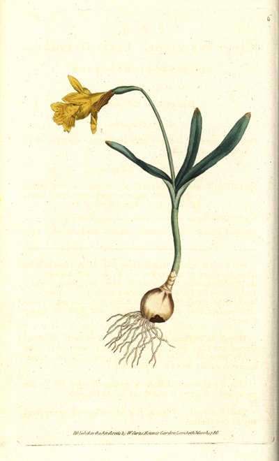 Pieni narsissi - Vähiten narsissi, Narcissus pseudonarcissus subsp. alaikäinen (Narcissus minor). Käsinvärinen kuparikaiverrus James Sowerbyn kasvitieteellisen kuvituksen mukaan William Curtisin The Botanical Magazinesta, Lambeth Marsh, Lontoo tekijältä Sydenham Teast Edwards