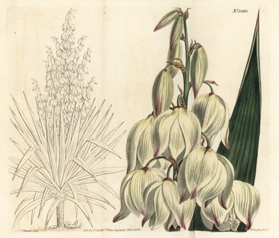 Espanjan tikari tai upea Adamin neula, Yucca gloriosa. F. Sansom Jr.:n käsinvärinen kuparikaiverrus Sydenham Edwardsin kuvituksen jälkeen William Curtisin kasvitieteellisestä lehdestä, T. Curtis, Lontoo tekijältä Sydenham Teast Edwards