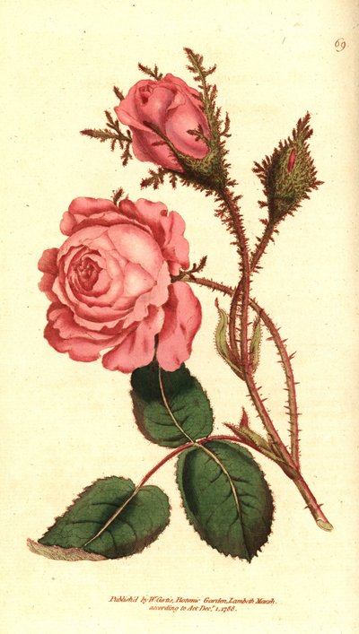 Sparkling rose (sparkling rose) - Pink sammal, Rosa centifolia f. muscosa (Rosa muscosa). Käsinvärinen kuparikaiverrus William Curtisin The Botanical Magazine -lehden kasvitieteellisen kuvituksen jälkeen, Lambeth Marsh, Lontoo tekijältä Sydenham Teast Edwards