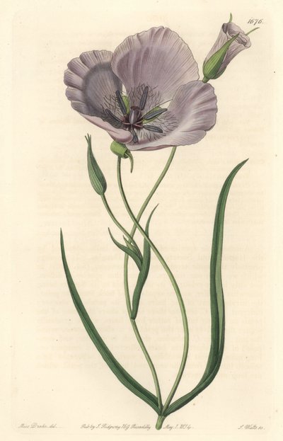 Upea calochorte (splendid mariposa), kotoisin Kaliforniasta - Satiny calochortus tai splendid mariposa lilja, Calochortus splendens, kotoisin Kaliforniasta - Käsinvärinen kuparikaiverrus S. Watts Miss Draken kuvituksen jälkeen, Sydenham Edwarista tekijältä Sydenham Teast Edwards