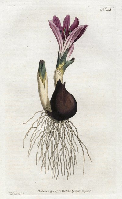 Spring bulbocode tai campanette - Sydenham Edwardsin litografia (1768-1819), William Curtis