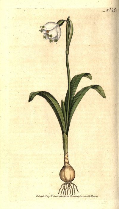Kevättaso tai Claudinette - Kevät lumihiutale, Leucojum vernum. Käsinvärinen kuparikaiverrus James Sowerbyn kasvitieteellisen kuvituksen mukaan William Curtisin The Botanical Magazinesta, Lambeth Marsh, Lontoo tekijältä Sydenham Teast Edwards