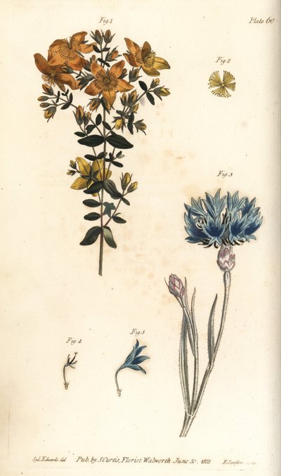 mäkikuisma, Hypericum perforatum, Polyadelphia tekijältä Sydenham Teast Edwards