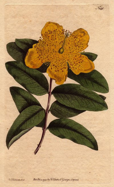 Mäkikuisma leveillä keltaisilla kukilla. Suurikukkainen mäkikuisma keltaisilla kukilla. Hypericum calycinum. Käsinvärinen kuparikaiverrus Sydenham Edwardsin kasvitieteellisestä kuvituksesta William Curtisin "" Botanical Magazine -lehdestä" 1790-1800. tekijältä Sydenham Teast Edwards