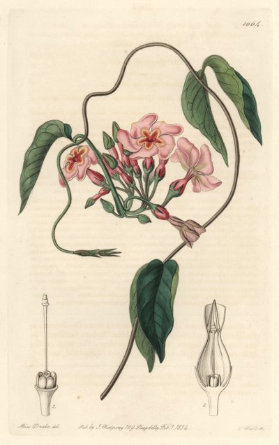 Stellar echite, kotoisin Brasiliasta - S. Wattsin vesiforte Sarah Anne Draken (1803-1857) kuvituksesta kasvitieteellisestä rekisteristä tekijältä Sydenham Teast Edwards