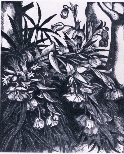 Stinking Hellebore, Nature in Britain julkaisija Collins tekijältä Sydenham Teast Edwards