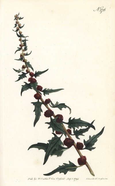Mansikkapinardi patonissa - Lehtinen hanhenjalka, Chenopodium foliosum (Strawberry blite, Blitum virgatum). Sansomin käsinvärinen kuparikaiverrus Sydenham Edwardsin kuvituksen jälkeen William Curtisin kasvitieteellisestä lehdestä Lontoosta tekijältä Sydenham Teast Edwards