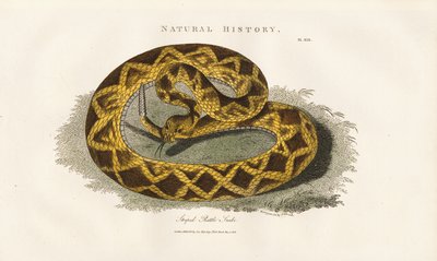 Raidallinen kalkkarokäärme tekijältä Sydenham Teast Edwards