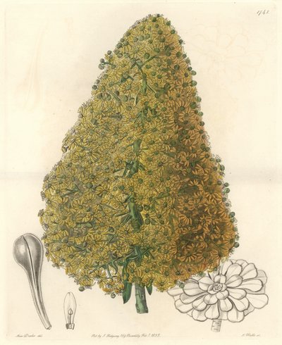 Mehikasvi, Aeniumin kukka, kotoisin Kanariansaarilta - S. Wattsin vahva vesi Sarah Anne Draken (1803-1857) kuvituksesta kasvitieteellisestä rekisteristä tekijältä Sydenham Teast Edwards