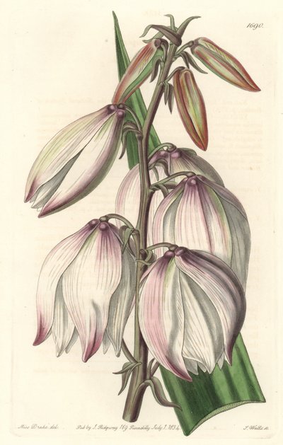 Loistava Yucca – S. Wattsin vesiforte Sarah Anne Draken (1803-1857) kuvituksesta kasvitieteellisestä rekisteristä tekijältä Sydenham Teast Edwards