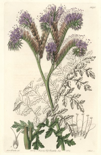 Tansy leaf phacelia, kotoisin Kaliforniasta - S. Wattsin vesiforte Sarah Anne Draken (1803-1857) kuvituksesta kasvitieteellisestä rekisteristä tekijältä Sydenham Teast Edwards