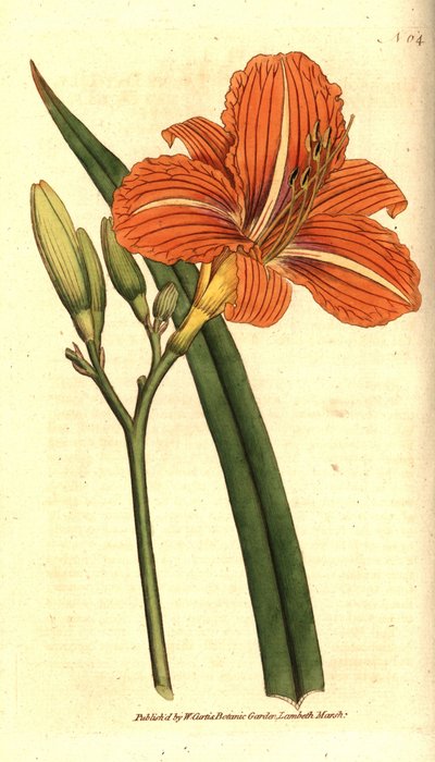 Tawny päivälilja, Hemerocallis fulva. Käsinvärinen kuparikaiverrus William Curtisin The Botanical Magazine -lehden kasvitieteellisen kuvituksen jälkeen, Lambeth Marsh, Lontoo tekijältä Sydenham Teast Edwards
