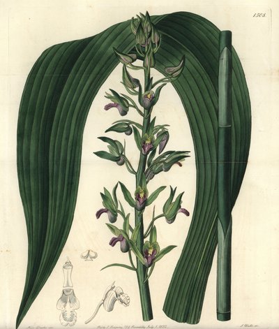 Maan orkidealajike - Villi kookosorkidea, Eulophia alta (Woodfordin cyrtopodium, Cyrtopodium woodfordii). S. Wattsin käsinvärinen kuparikaiverrus Miss Sarah Draken kuvituksen jälkeen Sydenham Edwardsin kasvitieteellisestä rekisteristä, Ridgeway, Lon tekijältä Sydenham Teast Edwards
