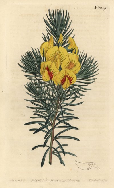 Sukka tai hunajapensas - Rannikkotee tai kustee, Cyclopia genistoides (täpläkukkainen ibbetsonia, Ibbetsonia genistoides). F. Sansom Jr.:n käsinvärinen kuparikaiverrus Sydenham Edwardsin kuvituksen jälkeen William Curtisin Botanical Magazista tekijältä Sydenham Teast Edwards