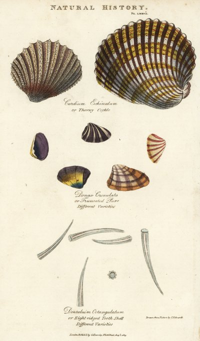 Piikkisimpukka, Cardium echinatum, katkaistu kehräämä, Donax crenulata ja kahdeksanharjainen hammaskuori, Dentalium octangulatum. Käsinvärinen kuparikaiverrus Sydenham Edwardsin mukaan John Mason Goodin Pantologiasta, a New Encyclopedia, G. Kearsley, Lonto tekijältä Sydenham Teast Edwards