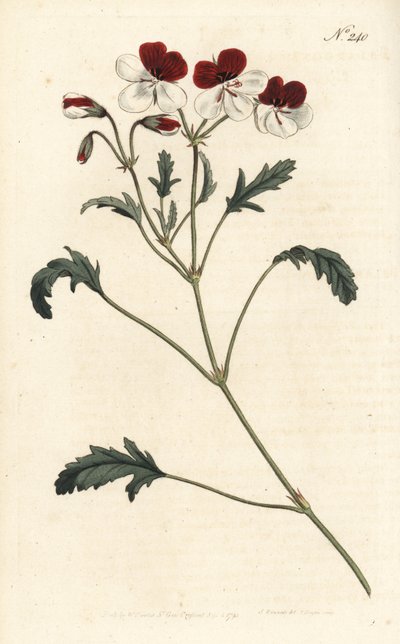 Kolmivärinen kurjenmiekka, Pelargonium tricolor. Sansomin käsin tekemä kuparikaiverrus Sydenham Edwardsin kuvituksen mukaan, William Curtis
