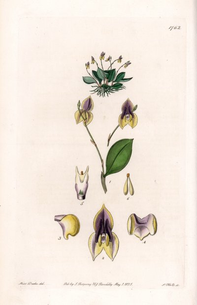 Kolme hammasta Lepanthe - S.Wattsin kaivertama levy, Sarah Anne Draken (1803-1857) kuvituksesta, Englannin Sydenham Edwardsin (1768-1819) kasvitieteellisestä rekisteristä tekijältä Sydenham Teast Edwards