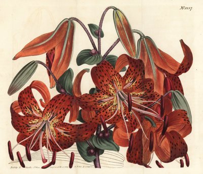 Tiger lilja - Tiger lilja, Lilium lancifolium (Tyger-spotted kiinan lilja, Lilium tigrinum). F. Sansom Jr.:n käsinvärinen kuparikaiverrus Sydenham Edwardsin kuvituksen jälkeen William Curtisin kasvitieteellisestä lehdestä, T. Curtis, Lontoo tekijältä Sydenham Teast Edwards