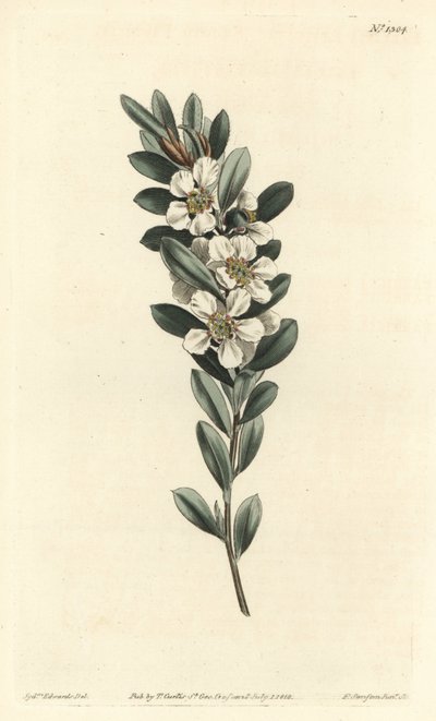 Tree a tai Australian myrtti - Rannikkoteepuu, Leptospermum laevigatum (Smooth fabricia, Fabricia laevigata). F. Sansom Jr.:n käsinvärinen kuparikaiverrus Sydenham Edwardsin kuvituksen jälkeen William Curtisin kasvitieteellisestä lehdestä, T. Cur tekijältä Sydenham Teast Edwards