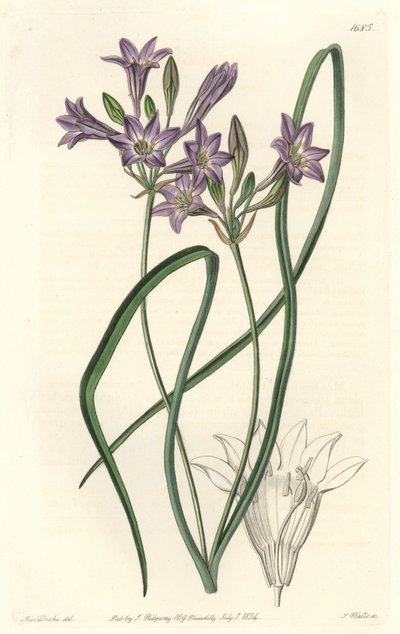 Triteleia ou brodiacea lache - S. Wattsin Water forte Sarah Anne Draken (1803-1857) kuvituksesta kasvitieteellisestä rekisteristä tekijältä Sydenham Teast Edwards