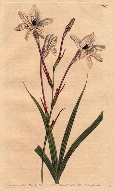 Tritoniessa on pitkä putki, vaaleanpunainen jalka ja valkoiset kukat, joissa on ruusua. Pitkät putket, vaaleanpunaiset varret ja vaaleanpunaiset suonivalkoiset kukat. Tritonia capensis. Käsinvärinen kuparikaiverrus Willin Sydenham Edwardsin kasvitieteellis tekijältä Sydenham Teast Edwards