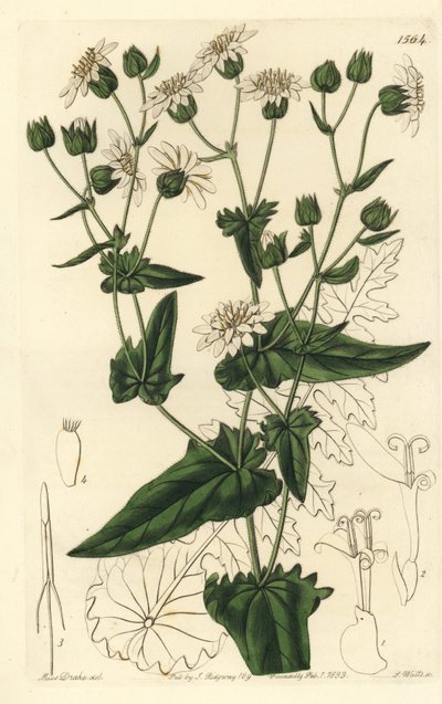 Nauriinlehtinen myskisukko, Moscharia pinnatifida. S. Wattsin käsinvärinen kuparikaiverrus Miss Sarah Draken kuvituksen jälkeen Sydenham Edwardsin kasvitieteellisestä rekisteristä, Ridgeway, Lontoo tekijältä Sydenham Teast Edwards