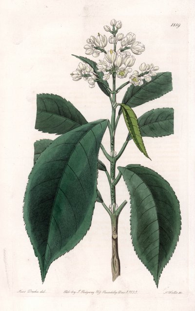 Turpinia Variete - S.Wattsin kaivertama levy Sarah Anne Draken (1803-1857) kuvituksesta, Englannin Sydenham Edwardsin (1768-1819) kasvitieteellisestä rekisteristä tekijältä Sydenham Teast Edwards