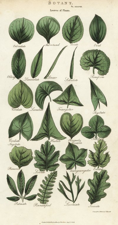Kasvien lehtien tyypit. Käsinvärinen kuparikaiverrus Sydenham Edwardsin mukaan John Mason Goodin Pantologiasta, a New Encyclopedia, G. Kearsley, Lontoo tekijältä Sydenham Teast Edwards