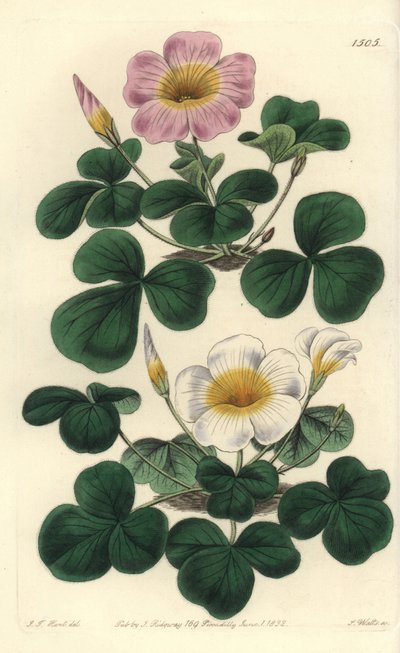 Muuttuva oxalis, Oxalis variabilis (Oxalys purpurea). S. Wattsin käsinvärinen kuparikaiverrus J.T. Hart Sydenham Edwardsin kasvitieteellisestä rekisteristä, Ridgeway, Lontoo tekijältä Sydenham Teast Edwards