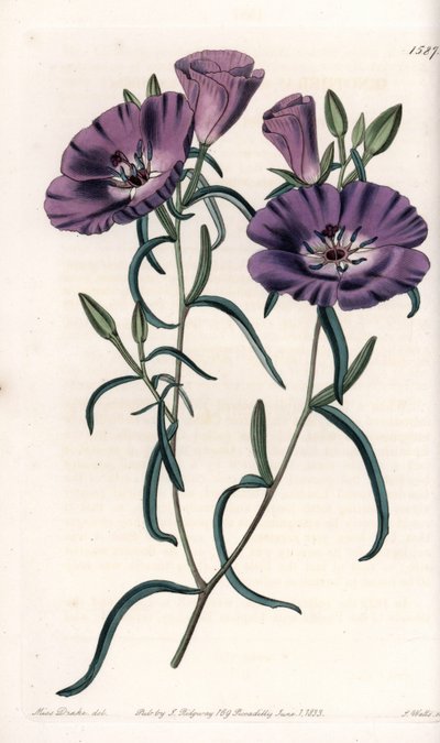 Etelä-Amerikasta kotoisin oleva Clarkia-lajike Kaiverrus S.Watts, Sarah Anne Draken (1803-1857) kuvituksesta, Englannin Sydenham Edwardsin (1768-1819) kasvitieteellisestä rekisteristä tekijältä Sydenham Teast Edwards