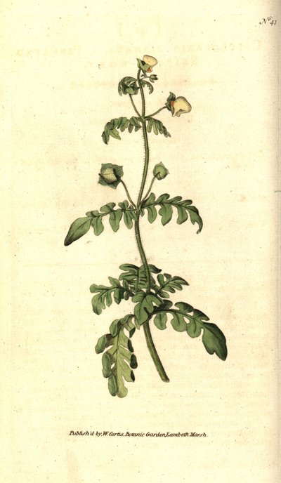 Lajike calceolar - Pinnated tohveli-vierre, Calceolaria pinnata. Käsinvärinen kuparikaiverrus James Sowerbyn kasvitieteellisen kuvituksen mukaan William Curtisin The Botanical Magazinesta, Lambeth Marsh, Lontoo tekijältä Sydenham Teast Edwards