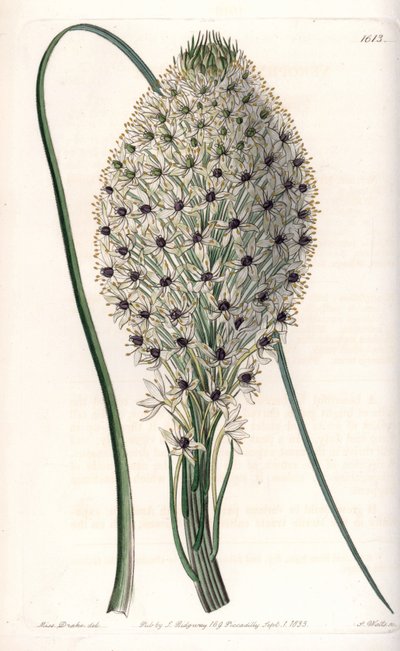Liliacee (Helonias asphodeloides) - Kaiverrus S.Watts, Sarah Anne Draken (1803-1857) kuvituksesta, Englannin Sydenham Edwardsin (1768-1819) kasvitieteellisestä rekisteristä tekijältä Sydenham Teast Edwards