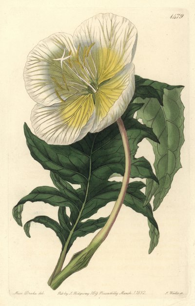 Lajike oenothere tai ruoho aasien tai helokkiin - Valkoinen pystysuora iltahelokki, Oenothera anisoloba. S. Wattsin käsinvärinen kuparikaiverrus Sarah Draken kuvituksen jälkeen Sydenham Edwardsin kasvitieteellisestä rekisteristä, Ridgeway, L. tekijältä Sydenham Teast Edwards