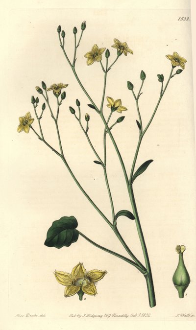 Australiassa endeeminen villarsia - Ornduffia reniformis (munuaislehtinen villarsia, Villarsia reniformis). S. Wattsin käsinvärinen kuparikaiverrus Miss Sarah Draken kuvituksen jälkeen Sydenham Edwardsin kasvitieteellisestä rekisteristä, Ridgeway, tekijältä Sydenham Teast Edwards