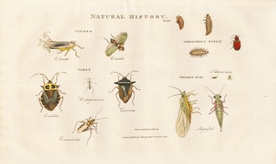 Erilaisia hyönteislajeja Cicada- ja bugiperheistä tekijältä Sydenham Teast Edwards