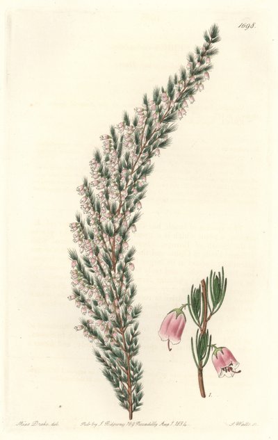 Vesicular Epiary, alunperin Euroopasta - S. Wattsin Water forte Sarah Anne Draken (1803-1857) kuvituksesta kasvitieteellisestä rekisteristä tekijältä Sydenham Teast Edwards